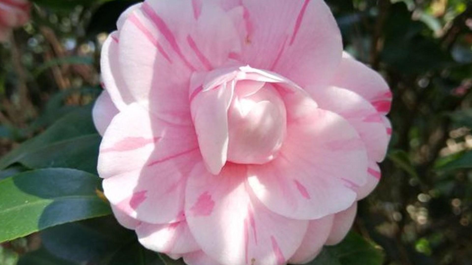 茶花催花技术，春节花期调控，酒店年宵布置，磷钾肥施用关键