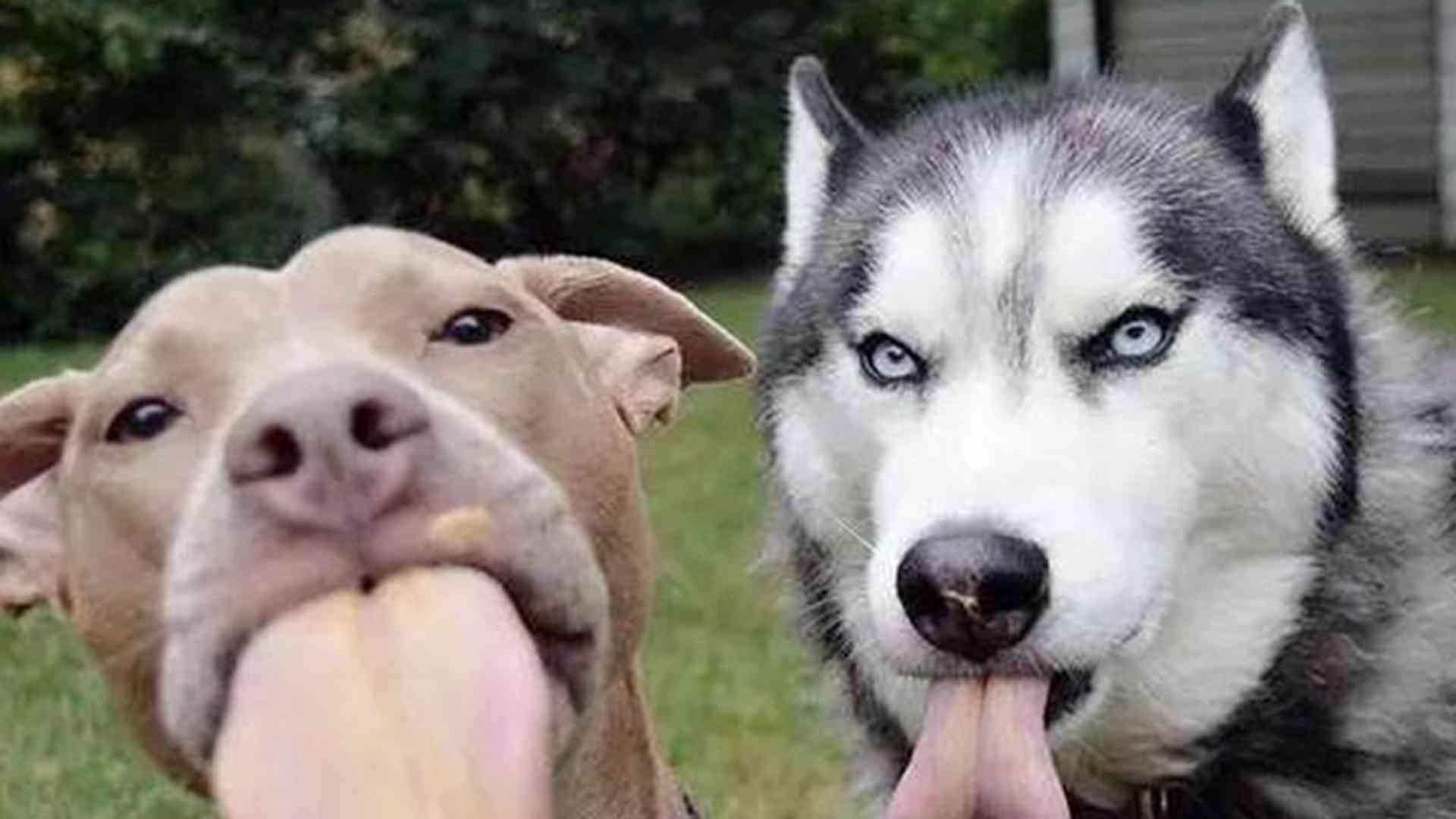 哈士奇雪橇装备，防滑腕带设计，极地适用测试，探险队改良方案