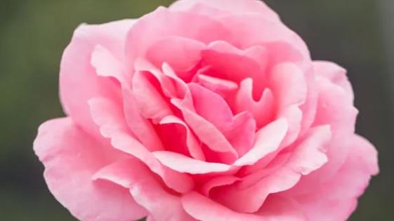 惊！老宅樟木箱现五对金镯子 ，亲情竟在利益前原形毕露？