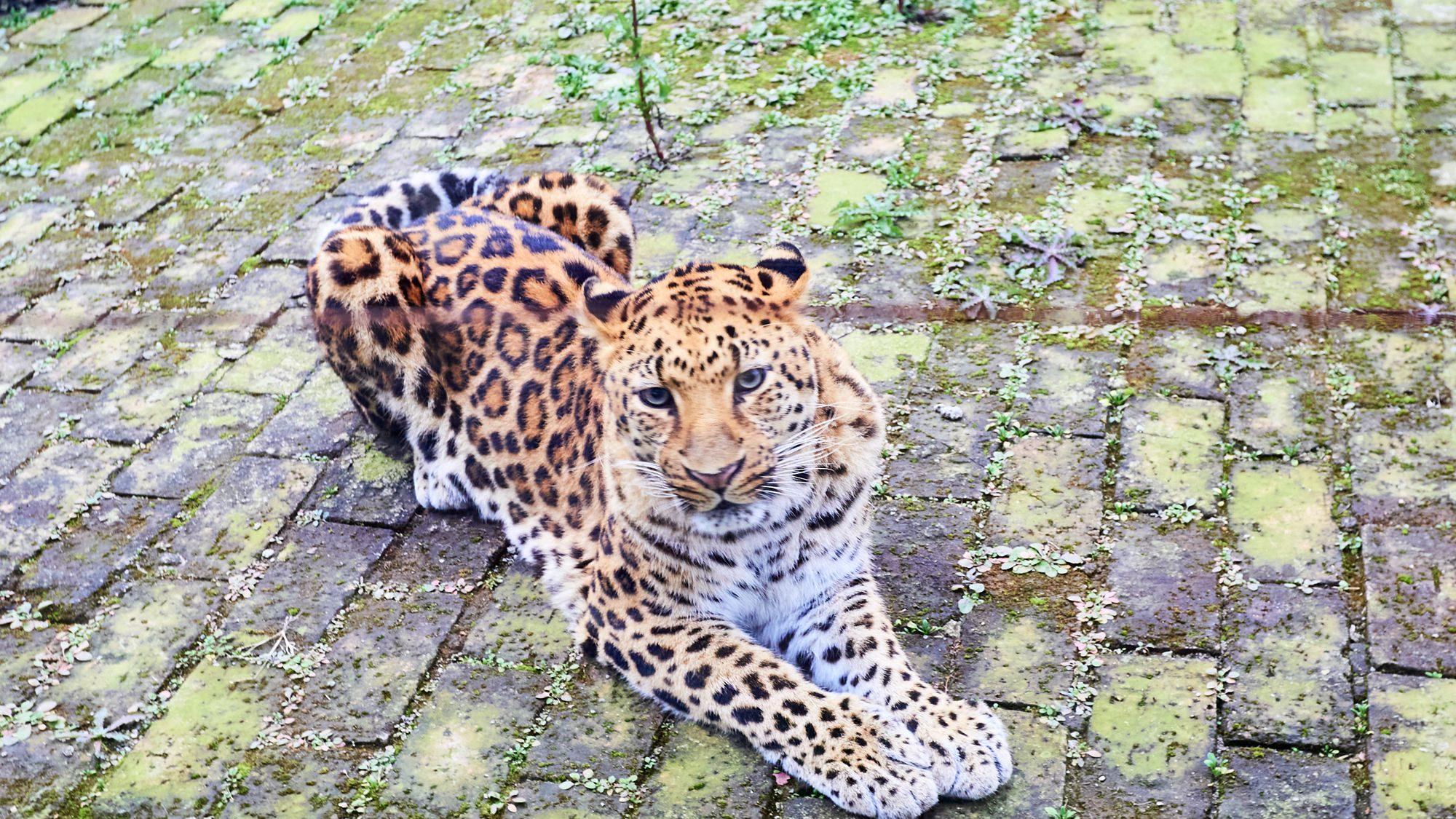 宿州野生动物园，从丛林之王到水上舞者，假日亲子研学游的好去处