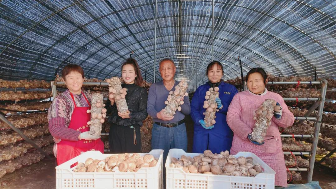从一朵菇到一条链 息县包信镇香菇产业成富民强村新引擎