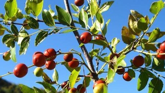 酸枣石漠化地改良技术，竹筒渗灌与传统灌溉融合，贵州毕节早霜预警与采收优化