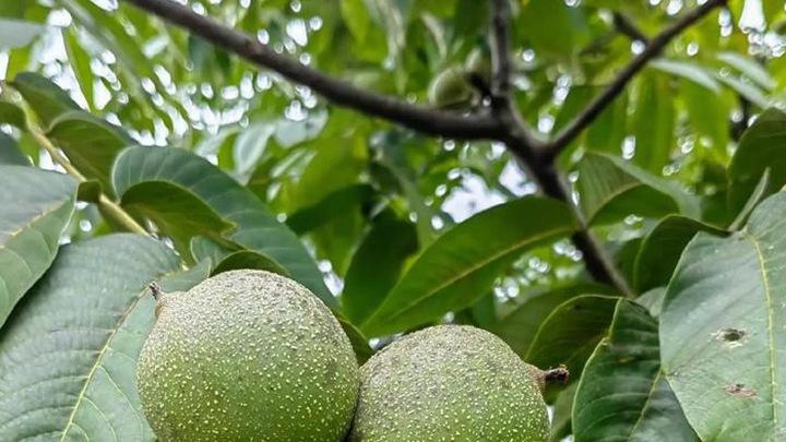 水稻土转作适应性研究，黑龙江林区气候影响分析，磁化水灌溉与核桃仁干燥试验