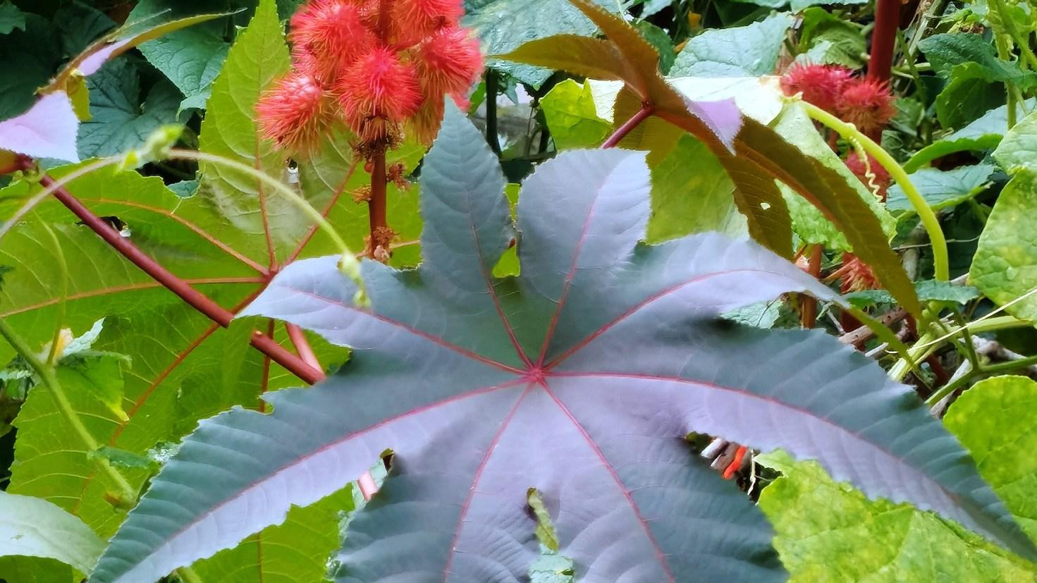 蓖麻抗虫基因编辑，Bt蛋白表达调控，转基因安全评估，鳞翅目幼虫抑制率