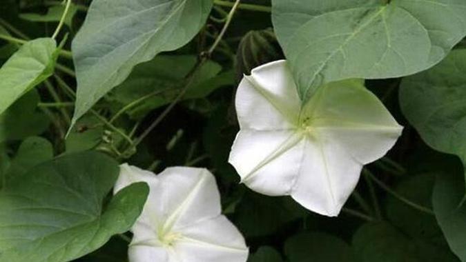 月光花红黏土透气改良，岭南古法堆肥技艺传承，分区轮灌节水方案，机械采收效率对比