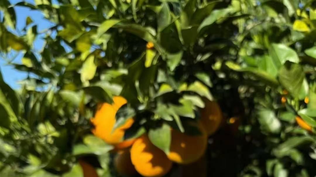 赣品进京热销北方水果市场，一口赣南脐橙品味客家文化，惊艳冬天