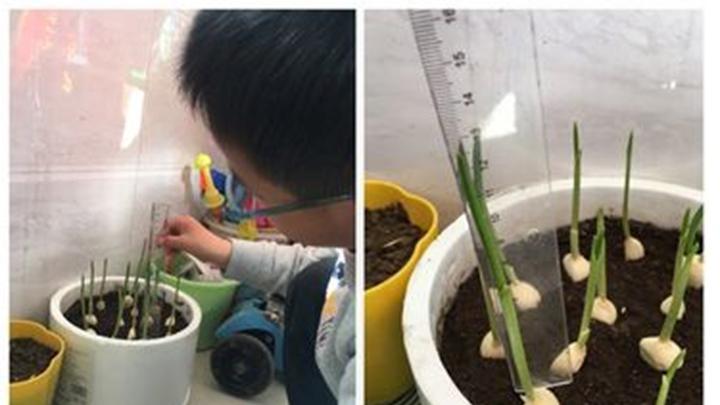 黏土改良与大蒜种植优化，配土比例调整技巧，冷气储存实例分析