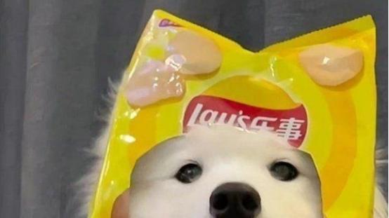 老年犬吃什么狗粮好，老年犬选粮有什么注意事项？推荐这几款