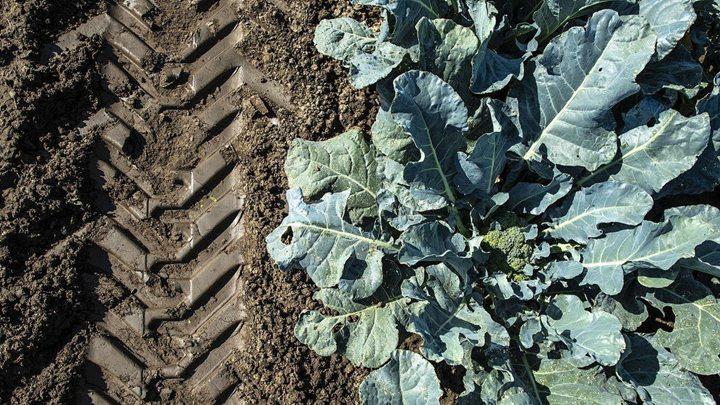 光伏板下光照调控技术研究，补光波长与四季光周期优化，提升西兰花预冷运输品质