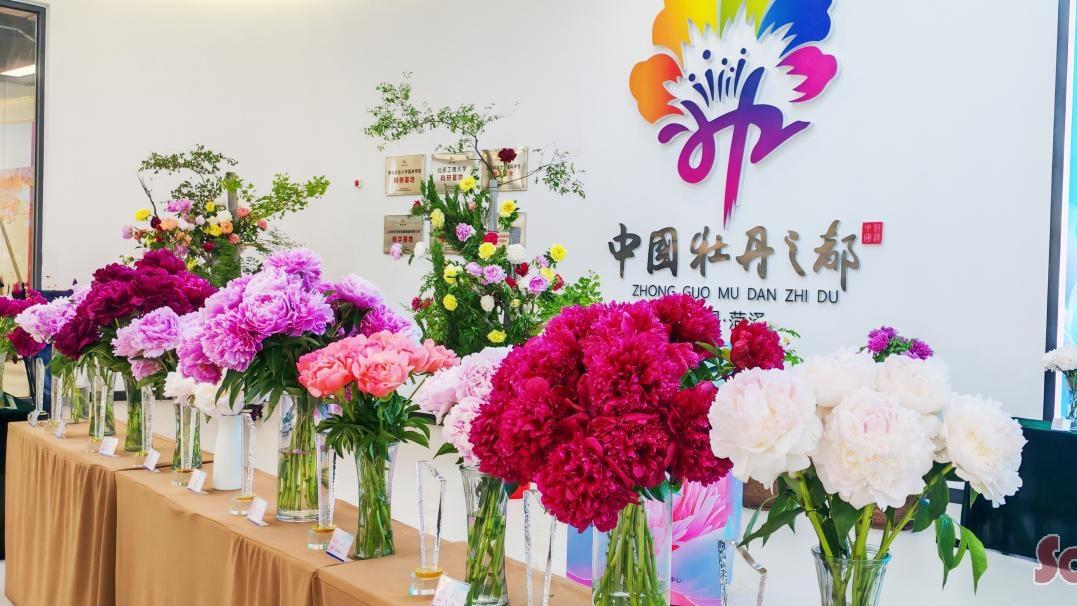 菏泽首届芍药赛花会落幕：全国“最美芍药”竞艳 产业富民双轮驱动乡村振兴