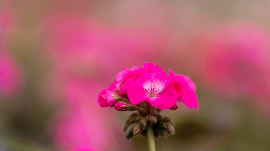 金牛座5月运势多变，逆风翻盘，计划行事，切勿冲动