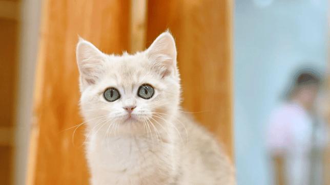 希喂和霍尼韦尔宠物空气净化器哪个好？3个维度测评到底谁更值？