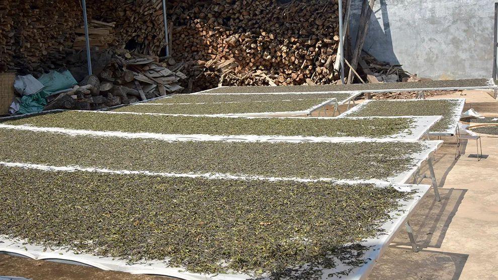 库存卖不动，新茶做不起！茶商：空有一仓库的纸上富贵！