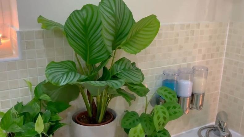 卫生间潮湿阴暗，哪些绿植能够茁壮成长？