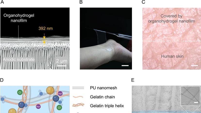 392nm超薄水凝胶电极：极端环境下也能连续9天稳定监测健康信号！