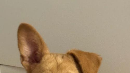 狗狗不同吠叫藏玄机？解析狗狗吠叫的种类及原因