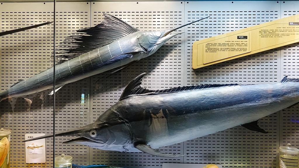 旗鱼：海洋极速猎手的流线型秘密