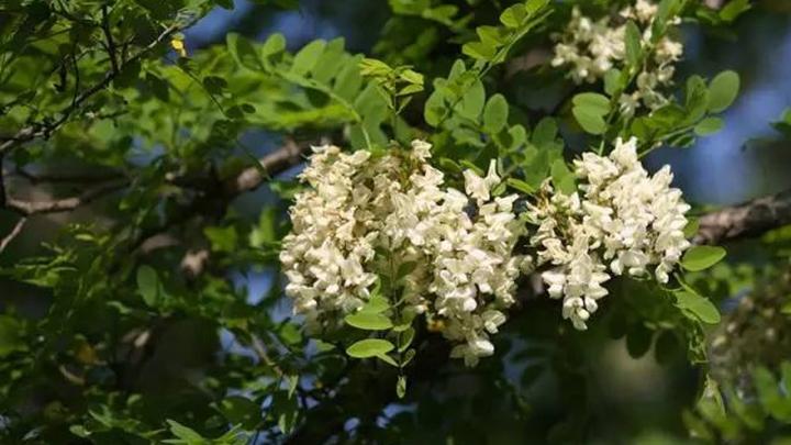 槐花行道树修剪造型难，三年骨架培养体系，伤口保护剂选用，冷链运输损耗分析