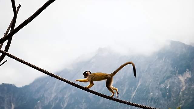 为什么山羊能够攀爬悬崖峭壁？它和猴子相比，谁的攀岩能力更强？