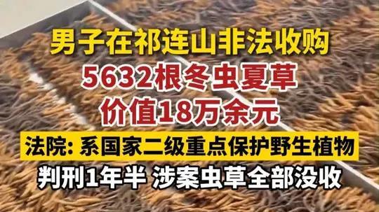 非法收购 5632 根冬虫夏草获刑！男子在祁连山付出 18 万元 