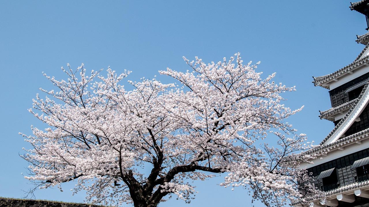语言学校在日本留学中往往起到什么作用？