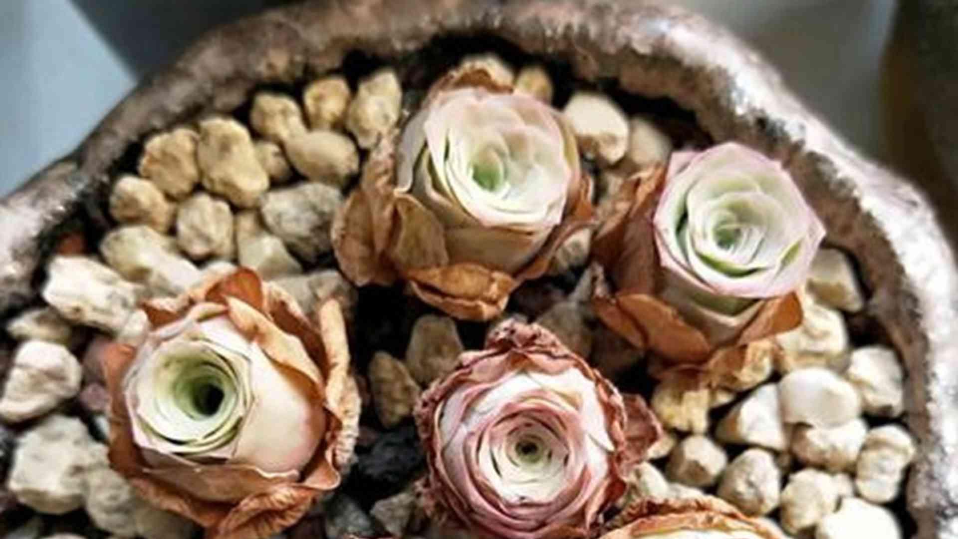 山地玫瑰繁殖要点，半年生长周期，公司前台养护，防霉变措施