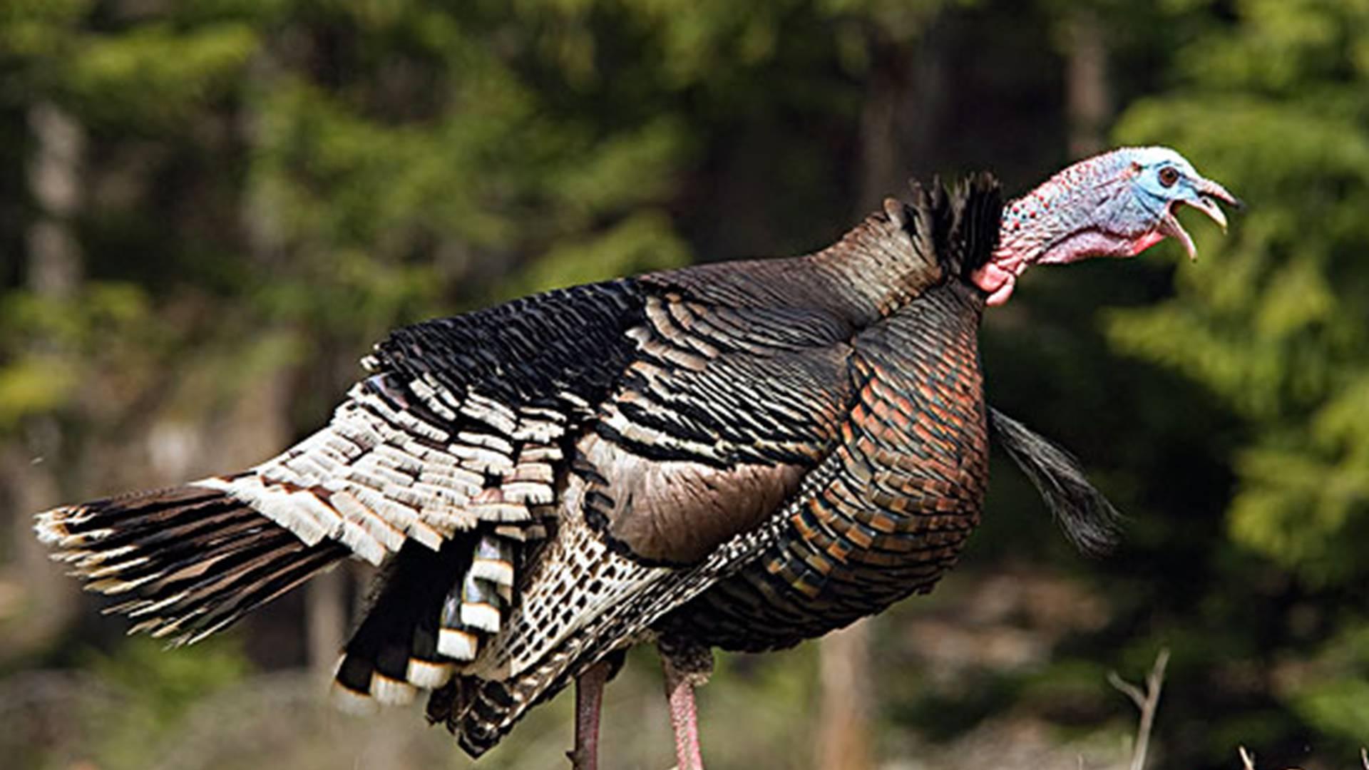 火鸡阶梯免疫，抗体监测体系，农科院项目，新城疫零感染