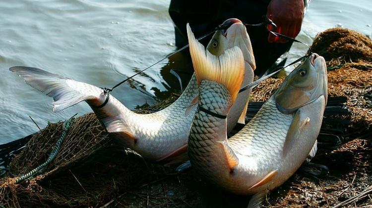 最新研究：鱼类能感受剧痛，传统宰杀方式或致其痛苦挣扎数十分钟