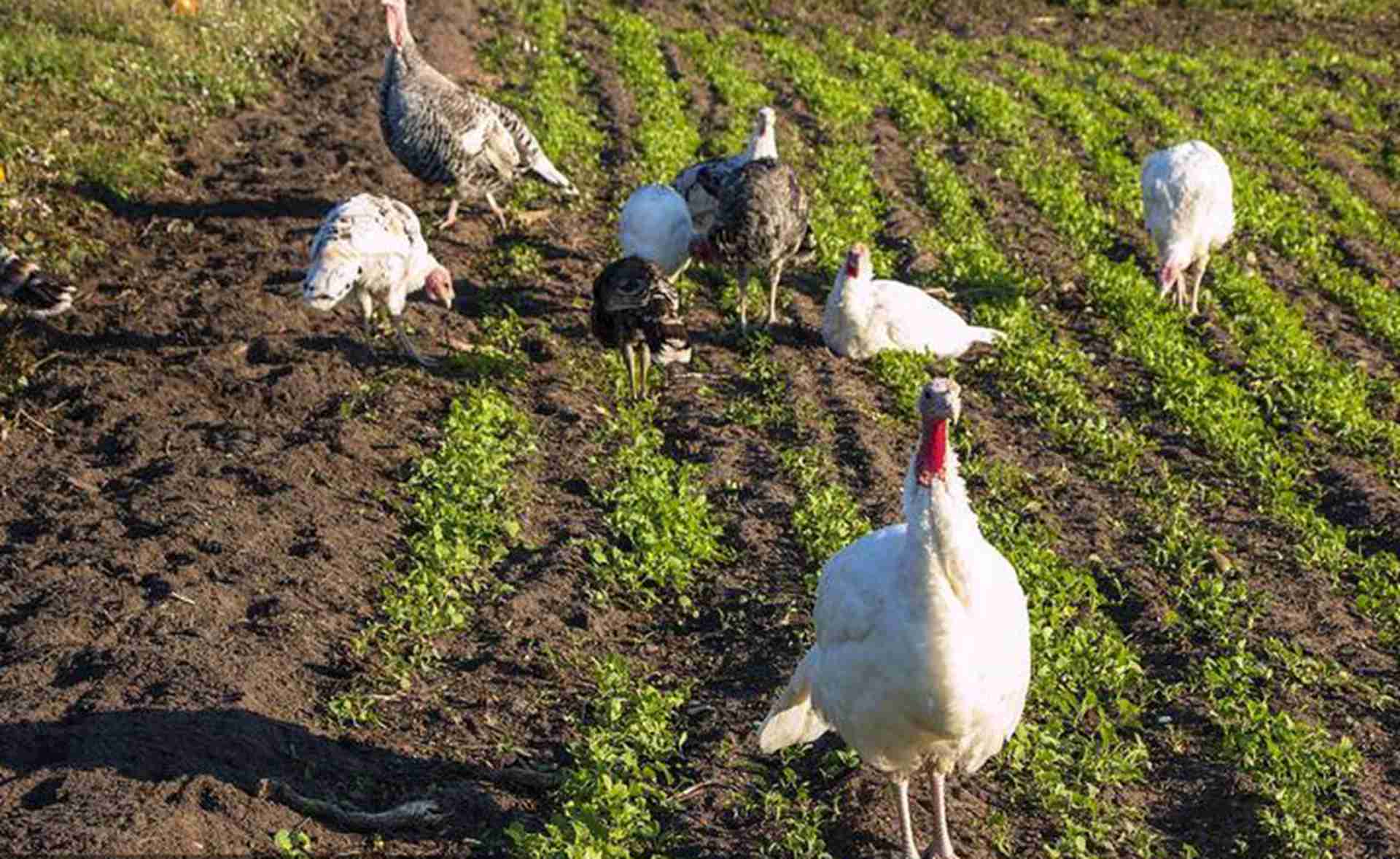 火鸡运动场设计，昼夜温差应对，西北干旱区养殖，肉质纹理更细腻