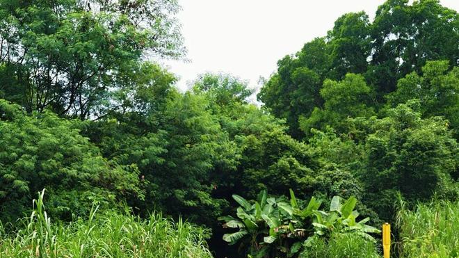 深圳这两座“生态廊桥”预计年内开放！