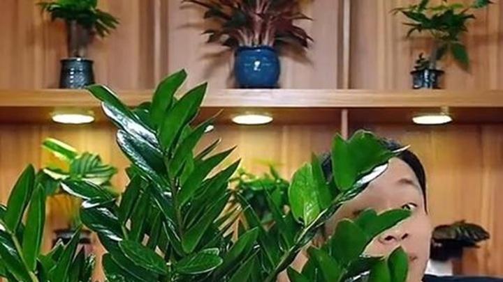 水培铜钱树营养失衡，动态EC值调控实验，十天根系增粗，活水循环库保鲜