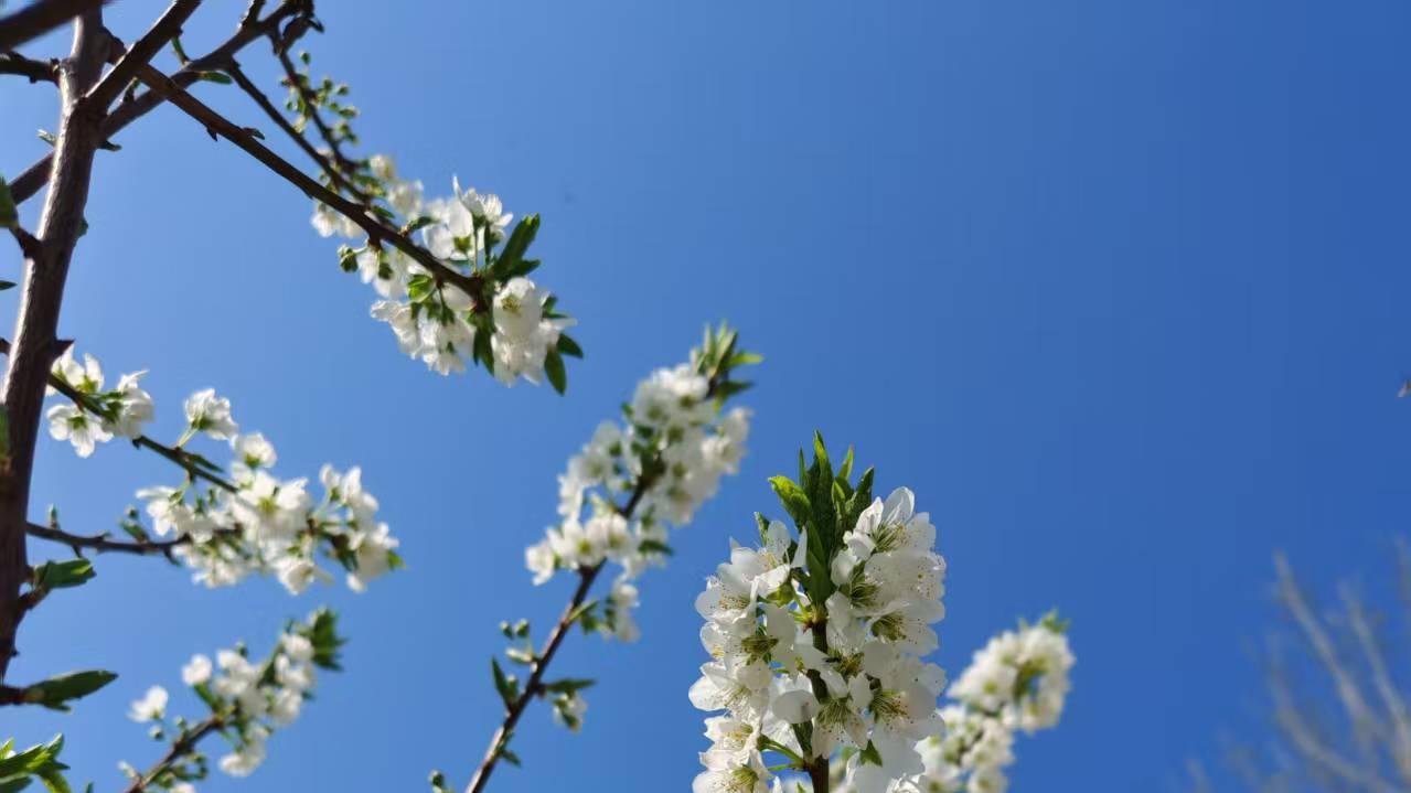 一个参加79年反击战的老兵的事