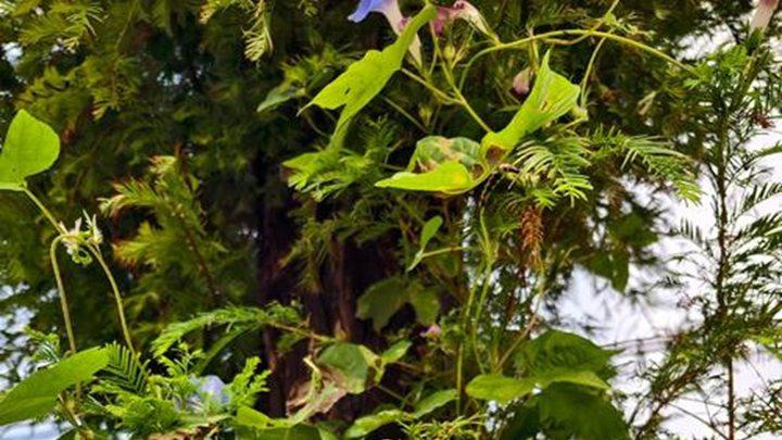 月光花酸性硫酸盐土，雷州半岛火山岩区，电解水灌溉防板结，火山灰基质采收