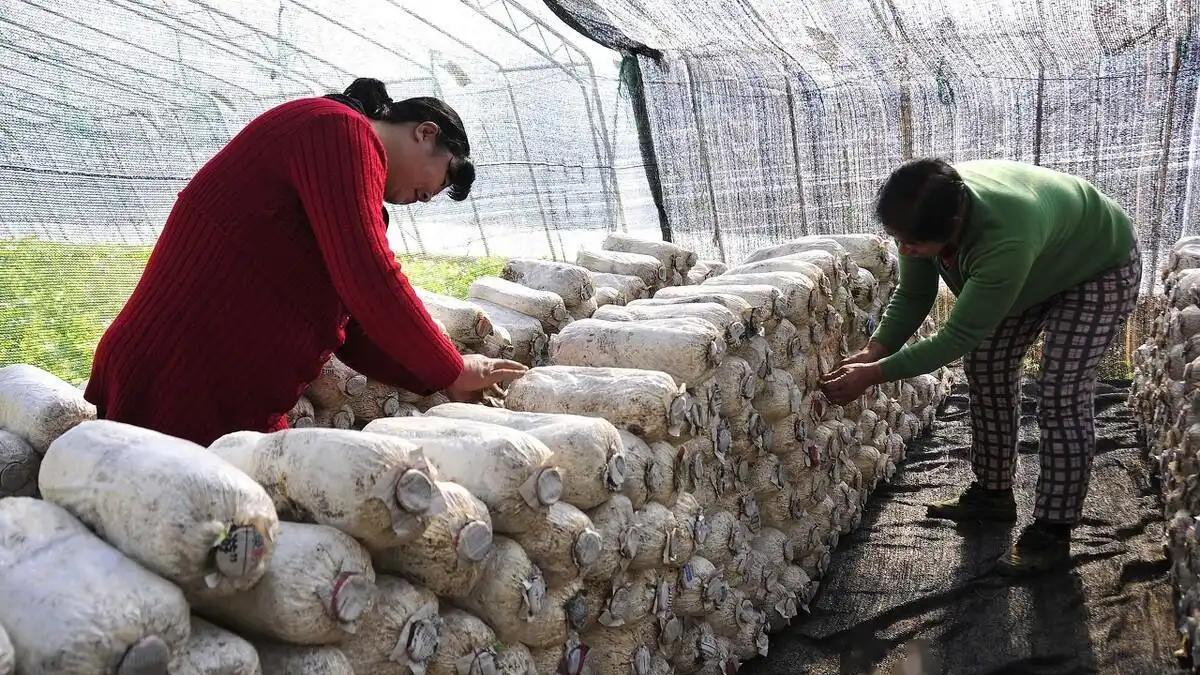 种植这几类农作物亩收入在万元以上，最后2种亩收入可达3万元