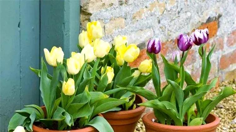 幼儿园的盆栽，孩子们的自然小伙伴！