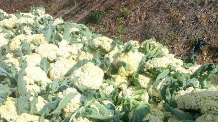 西兰花花球发育期管理，温光调控需精准，确保花球紧实品质优