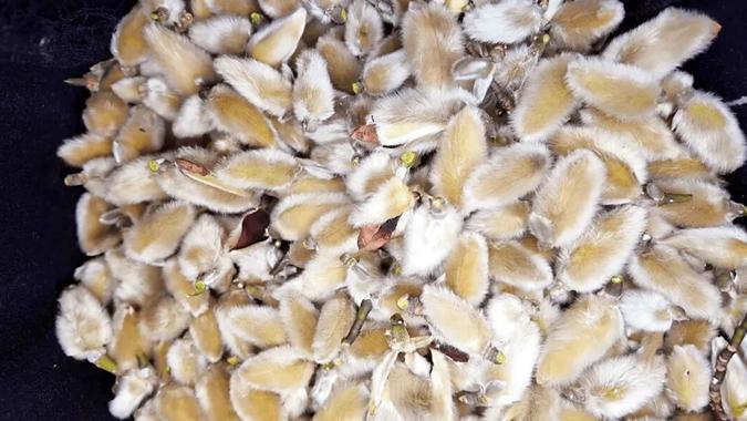 南召县：群众攀上“辛夷树” 摘下“致富果”