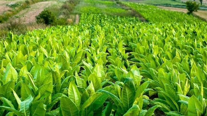烟草苗期炼苗程序，河套平原移栽前，渐进式揭膜，抗逆性增强