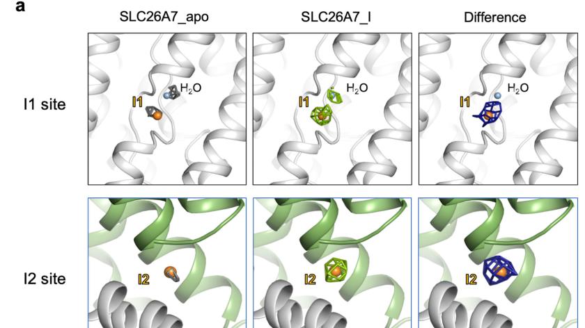 冷冻电镜再立功！3.2 Å 结构首次“看见”SLC26A7如何把碘离子“请进门”