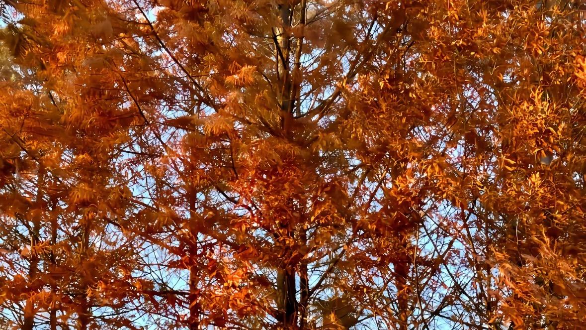 郑州植物园秋日来信：银杏在左，水杉在右