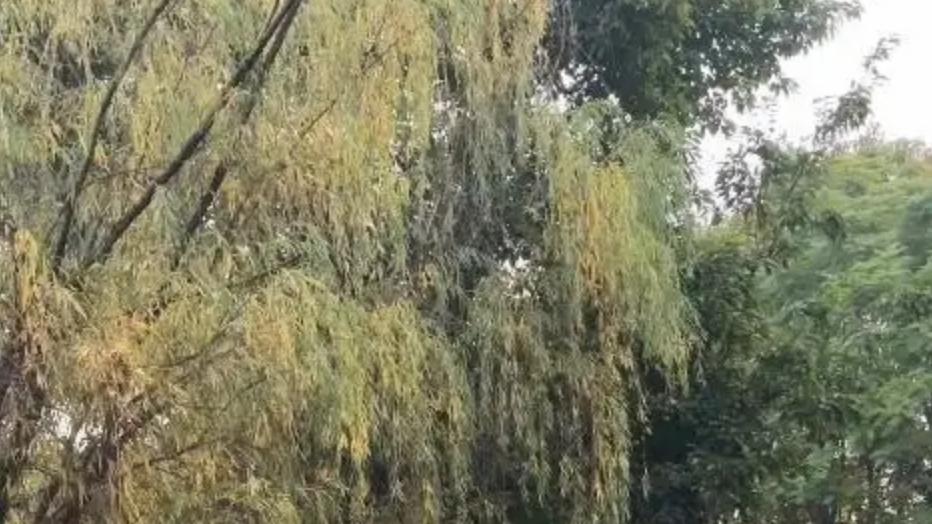 成都理发师晨跑偶遇法国总统：一场未预演的街头外交