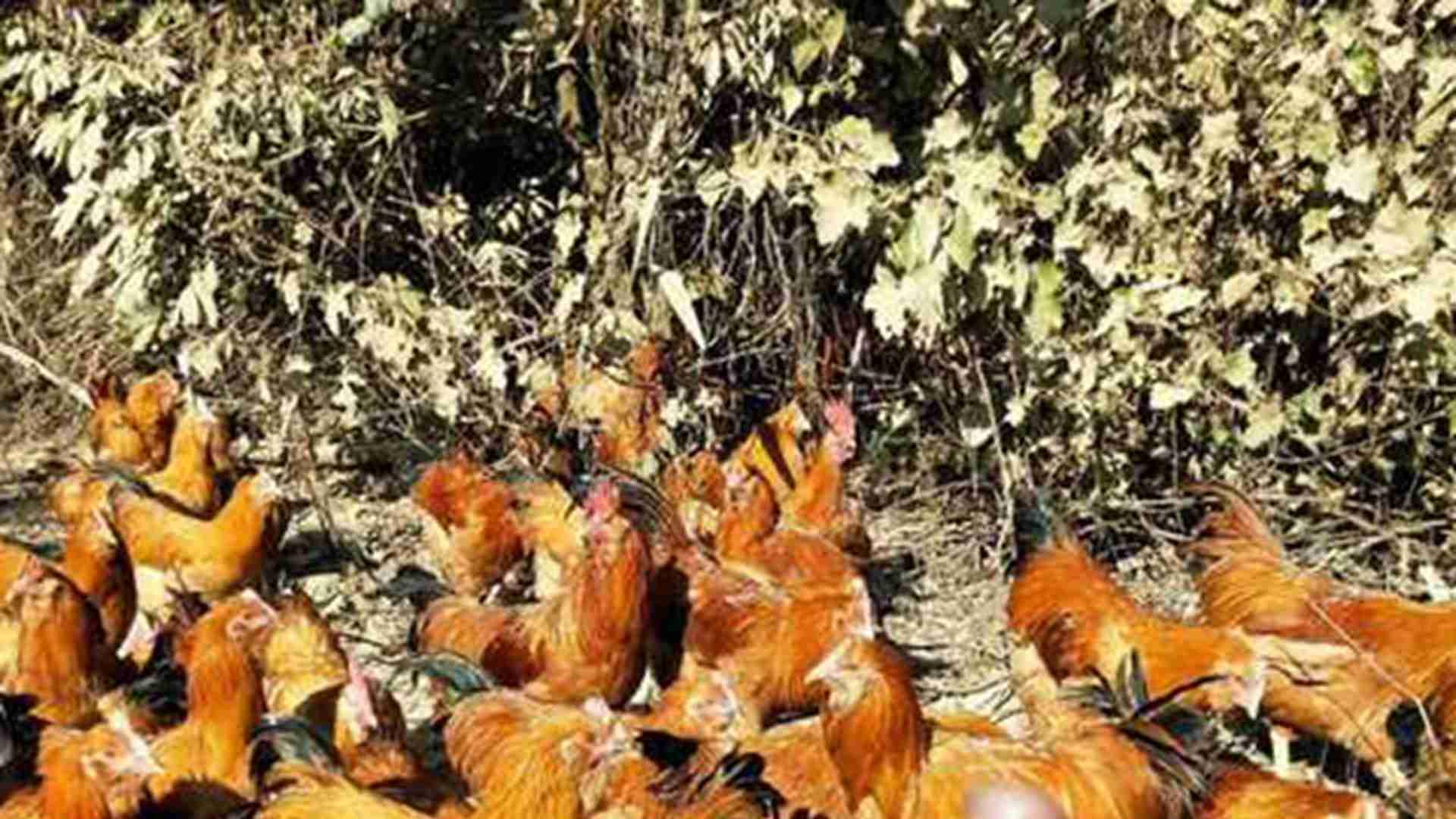 混养密度控制，五十天观察，退伍军人示范，黄羽肉鸡争斗