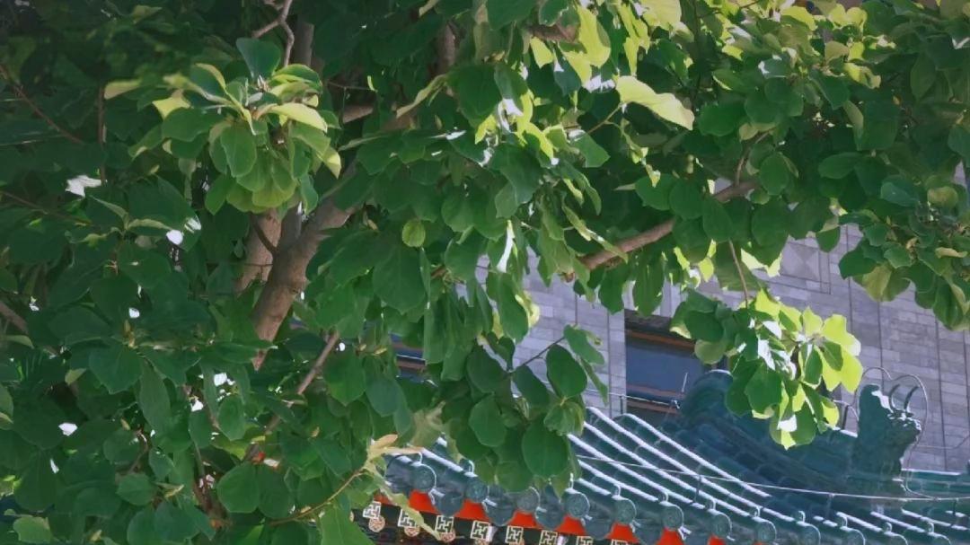 国内高校分享第39期：北京协和医学院-协和保研不是梦，出国竟成标配？