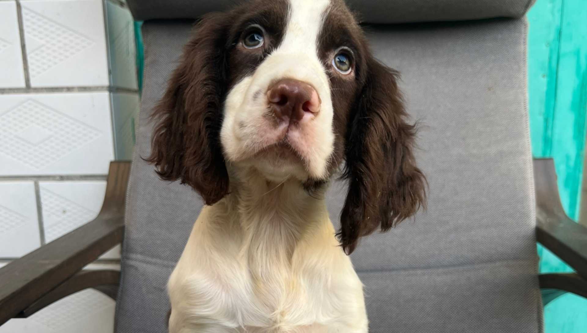 史宾格老年犬养护，疼痛征兆识别，饮食结构调整，千万及时干预