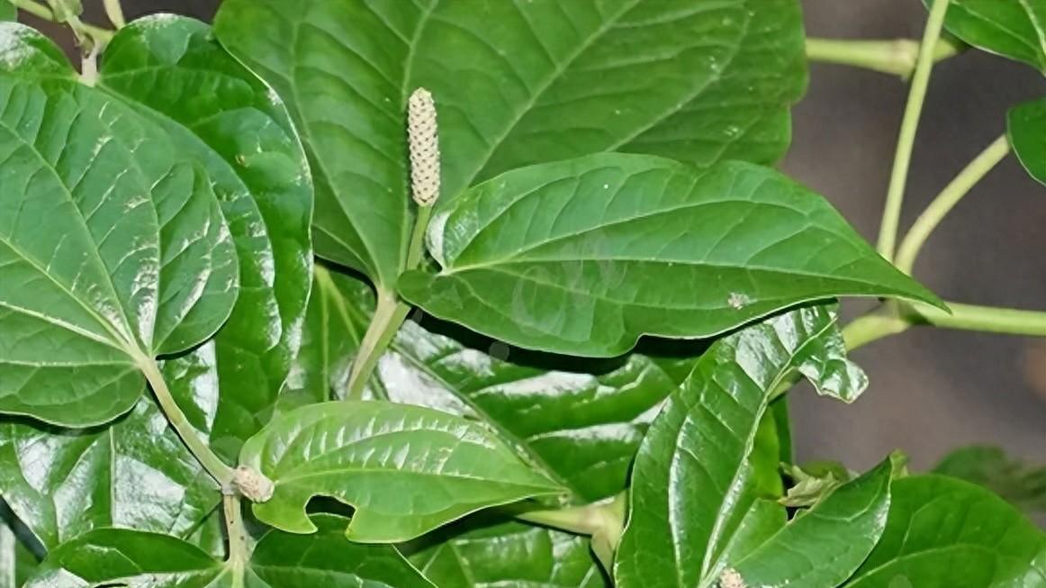 温中散寒的 “调味良药”——荜茇