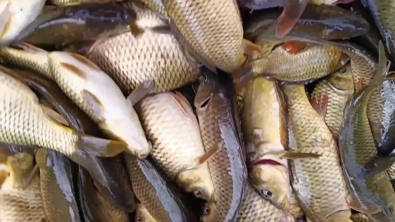 3 个关键养殖技术，让草鱼肉质更鲜美，价格比普通草鱼高