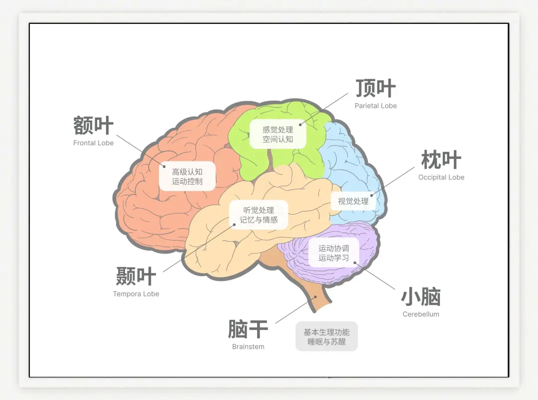 加紧研究大脑额叶定向切除技术，在死刑与无期之间增加过渡性刑罚