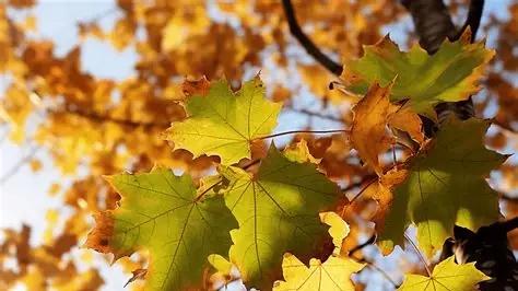 秋冬妆容暖到心巴？这游戏红颜服同样治愈