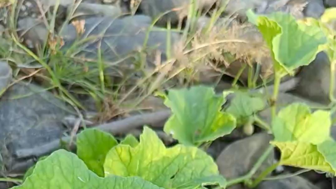 风也是往复轮回的