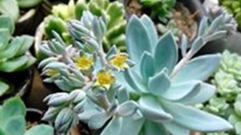 霜之朝组培污染，抗生素处理，科研论文数据，抑菌率要统计